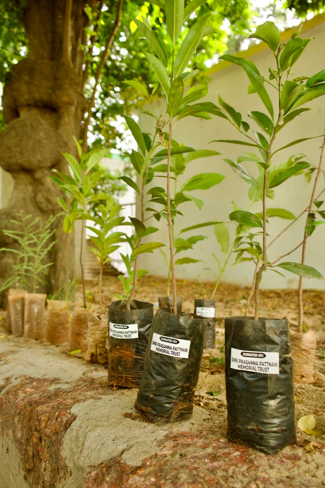 Saplings donated by the trust