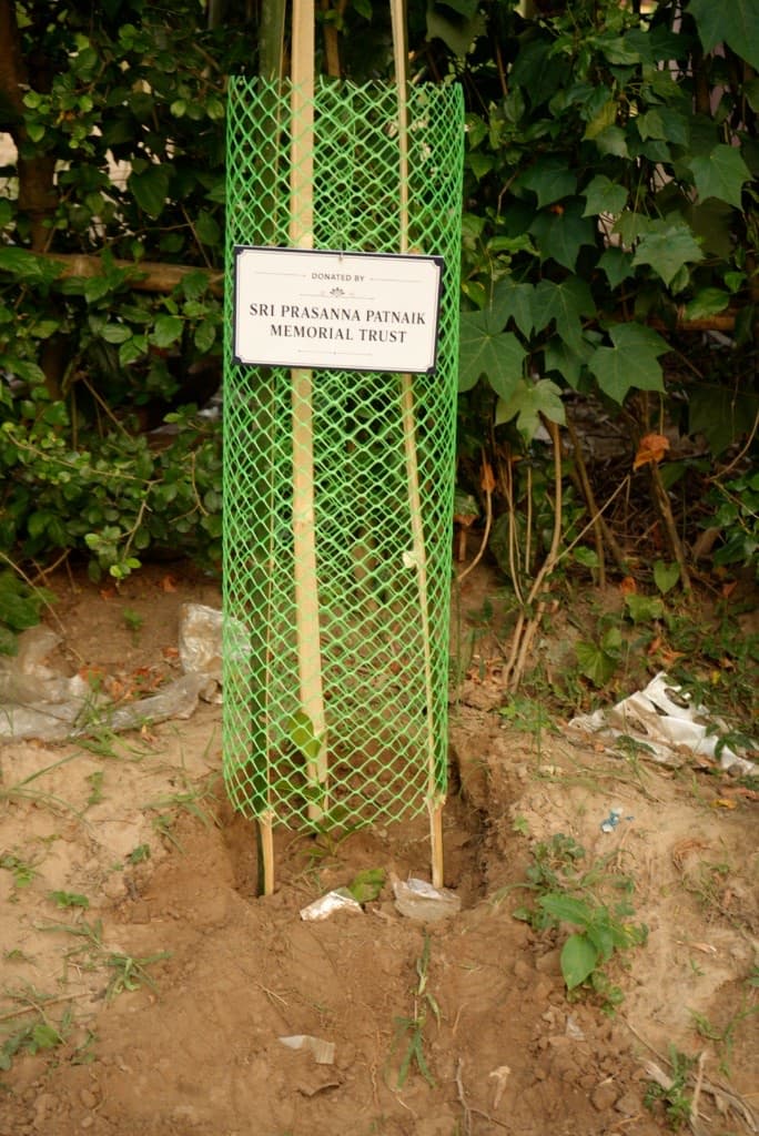 Newly planted sapling protected with trust donor sign